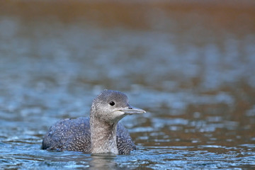 Red-throated Loon (Gavia stellata), Crete