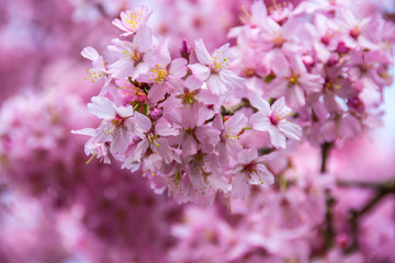 spring blossom in beatuful united kingdom