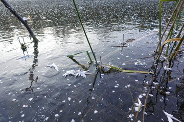 Close-up of ice crystals on a frozen lake ice during winter time. plant stems frozen in the ice of the lake