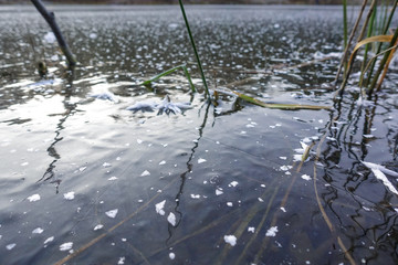 Close-up of ice crystals on a frozen lake ice during winter time. plant stems frozen in the ice of the lake
