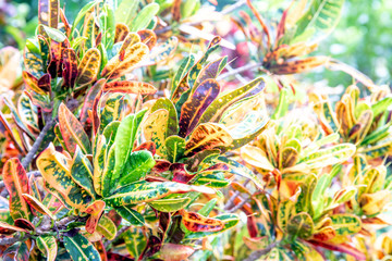 Fototapeta premium Colorful Croton Plant or Long Leaf Croton Hybrid, Tropical Tree. or colorful leaf or leave.