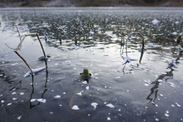 Close-up of ice crystals on a frozen lake ice during winter time. plant stems frozen in the ice of the lake