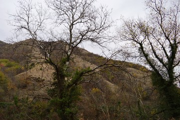 Obraz premium trees covered with ivy in autumn