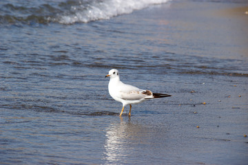 beautiful white Seagull stands on the beach