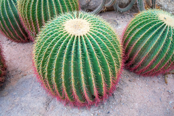 Echinocactus grusonii or cactus.