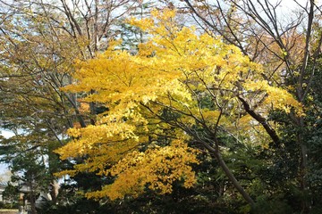 高清水公園の紅葉
