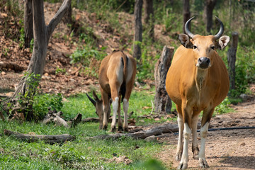 banteng