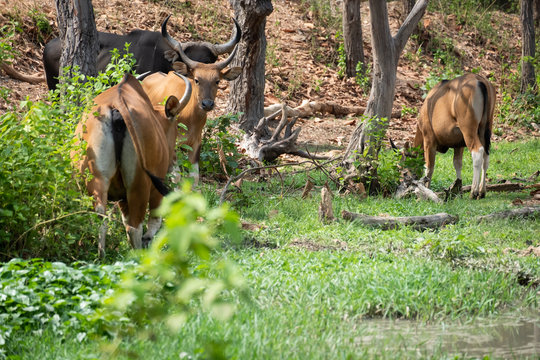 banteng