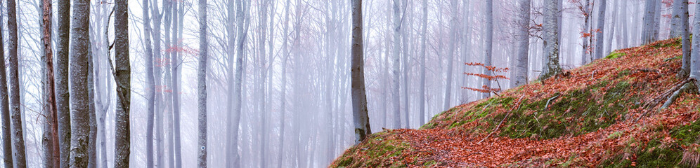 Fototapeta premium Early morning in the beech forest with fog, Cindrel mountains, Romania