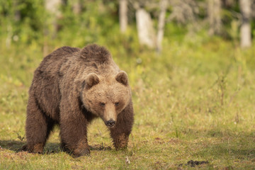Obraz na płótnie Canvas Brown bear (Ursus arctos) walking on a Finnish bog on a sunny summer evening