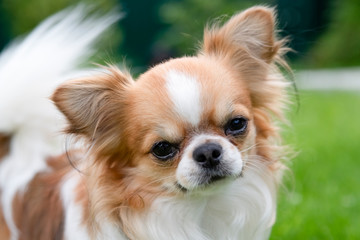  The portrait of chihuahua of name Jerry