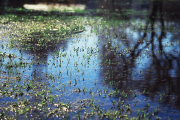 Bright spring greens at dawn in the forest. Nature comes to life in early spring.