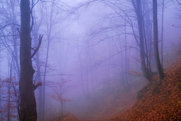 Early morning in the beech forest with fog, Cindrel mountains, Romania