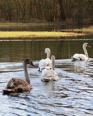 Line of swans swimming on a lake