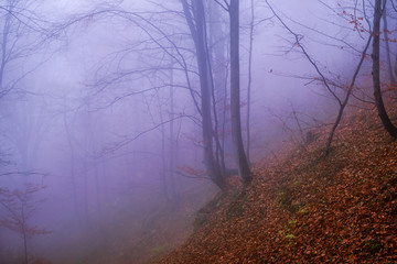 Early morning in the beech forest with fog, Cindrel mountains, Romania