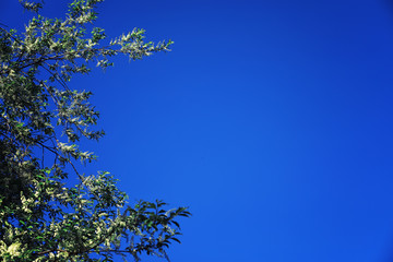 Bright spring greens at dawn in the forest. Nature comes to life in early spring.