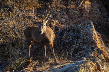 Deer in the Monfrague National Park. Spain.