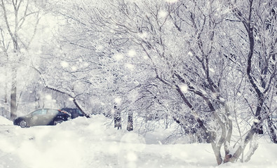 Winter forest landscape. Tall trees under snow cover. January frosty day in the park.