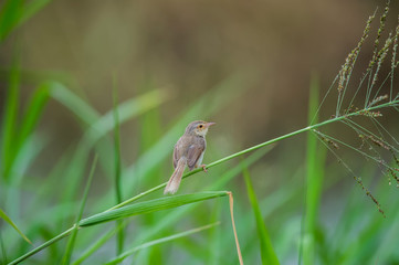 Yellow Bittern in Mai Po Nature Reserve, Hong Kong (Formal Name: Ixobrychus sinensis)