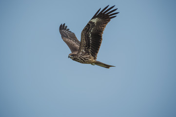 Black Kite in Mai Po Nature Reserve, Hong Kong (Formal Name: Milvus mingrans)