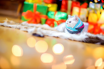 Fototapeta na wymiar Cute little cat lies on the floor against the background of bright festive lights. Christmas and New Year