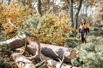 Professional lumberman working in the woods, wide view on the pine forest with lying cutted logs on a sunny weather