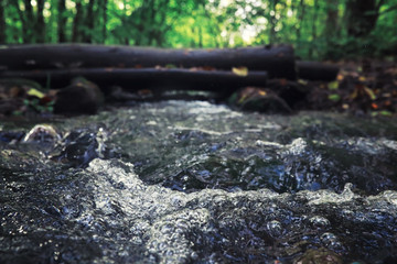 Bright spring greens at dawn in the forest. Nature comes to life in early spring.