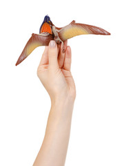 Flying dinosaur toy, rubber pterodactyl for game. Isolated on white. © Sviatoslav Kovtun
