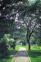 Bright spring greens at dawn in the forest. Nature comes to life in early spring.