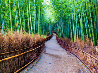 Bamboo Forest Kyoto