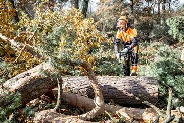 Lumberman in protective workwear sawing tree trunk in the forest. Concept of a professional logging