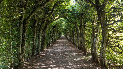 Tree tunnel in the Bayreuth Hermitage