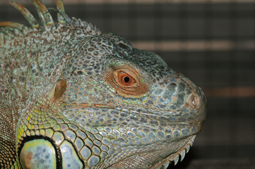 Close-up of a male Green Iguana