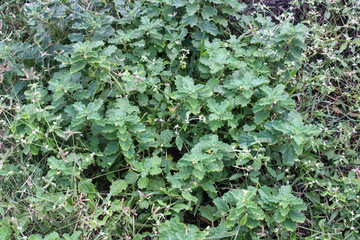 This is a picture of green leaves along the roadside.