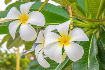 Group of Frangipani White Flower