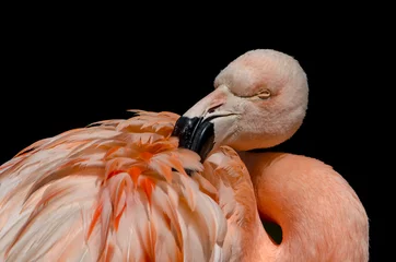 Fotobehang Sleepy Flamingo © Steven