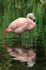 Flamingo reflected