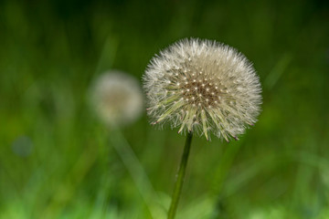 Dandelion photographed close-up in cloudy weather.