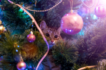 Kitten playing in a Christmas tree