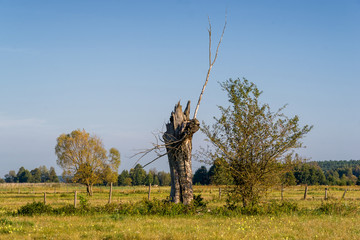 Narwiański Park Narodowy, Rzeka Narew w Surażu, Podlasie, Polska © podlaski49