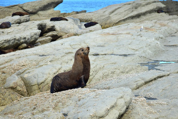 A new zealand fur seal on the rocks of Point Kean, Kaikoura, New Zealand, South Island.