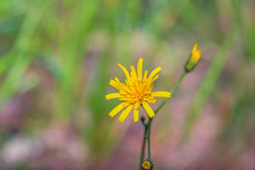 Dandelion photographed close-up in cloudy weather.