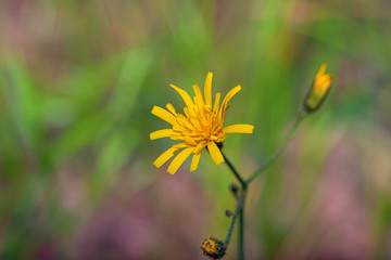 Dandelion photographed close-up in cloudy weather.