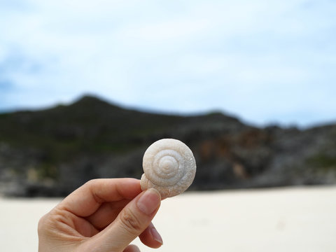 ヒロベソカタマイマイ　小笠原諸島　南島