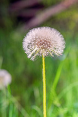 Dandelion photographed close-up in cloudy weather.