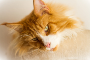 Maine Coon in rot weiß