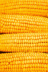 Corn on the cobs kernels close-up. Yellow corn background
