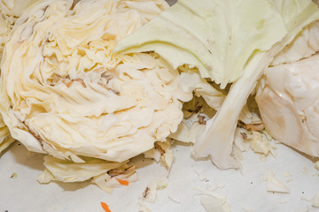 chop cabbage. harvesting cabbage. homemade blanks. a lot of cabbage close-up. cut the camouflage.