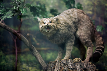 Forest cat. Stuffed forest cat.