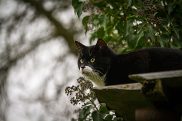 Kater auf dem Dach